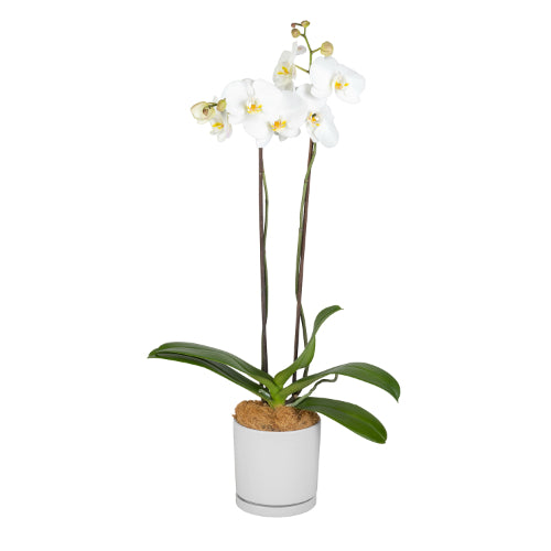 Phalaenopsis Orchid