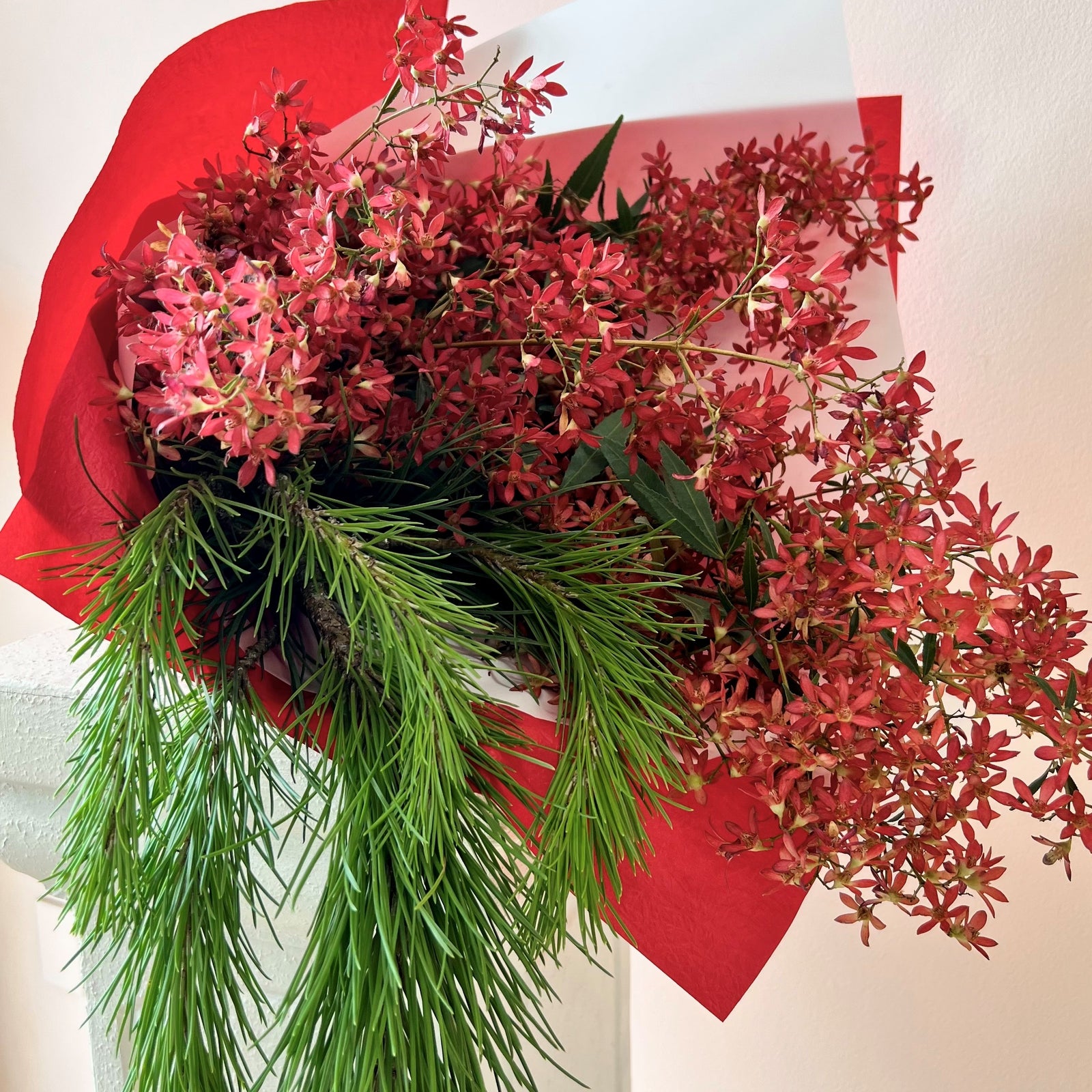 Christmas bush and festive greens