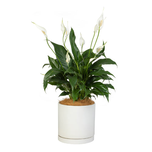 Peace Lily