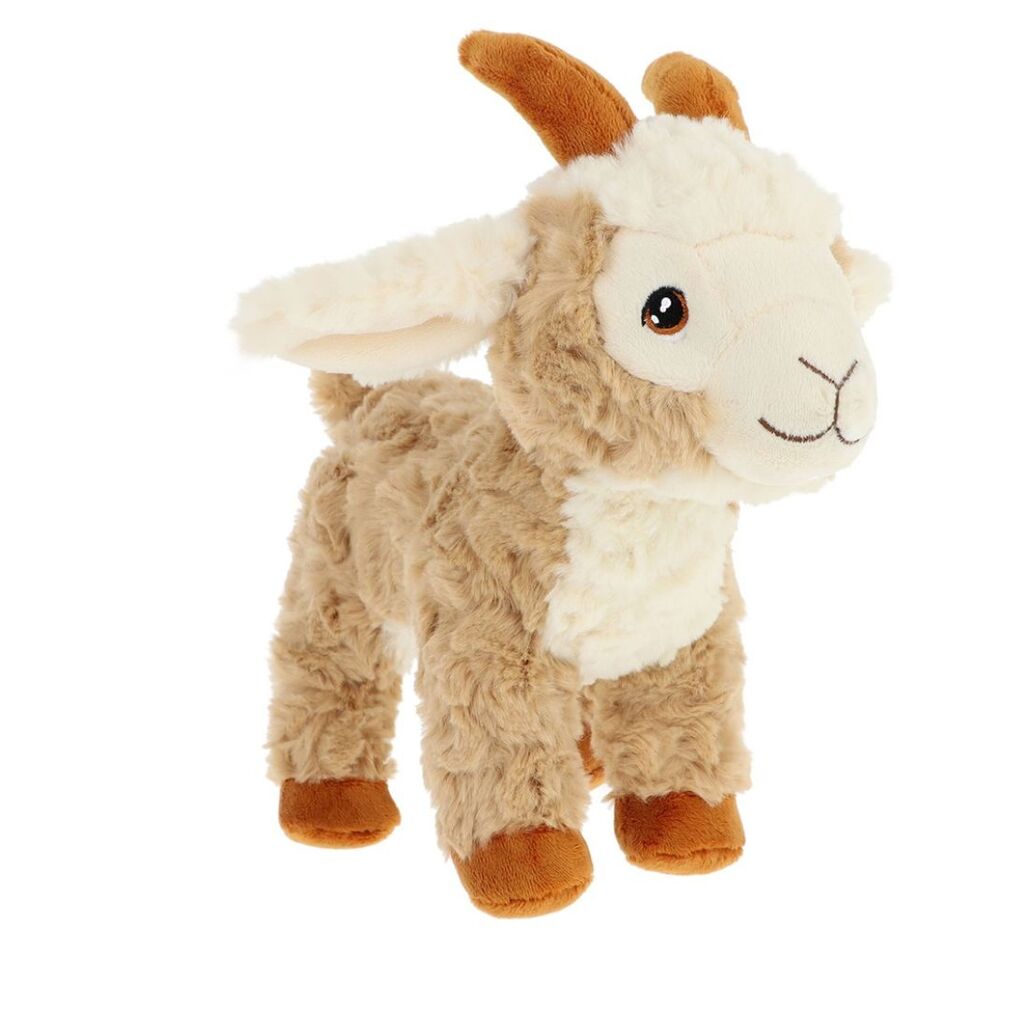 Pygmy Goat